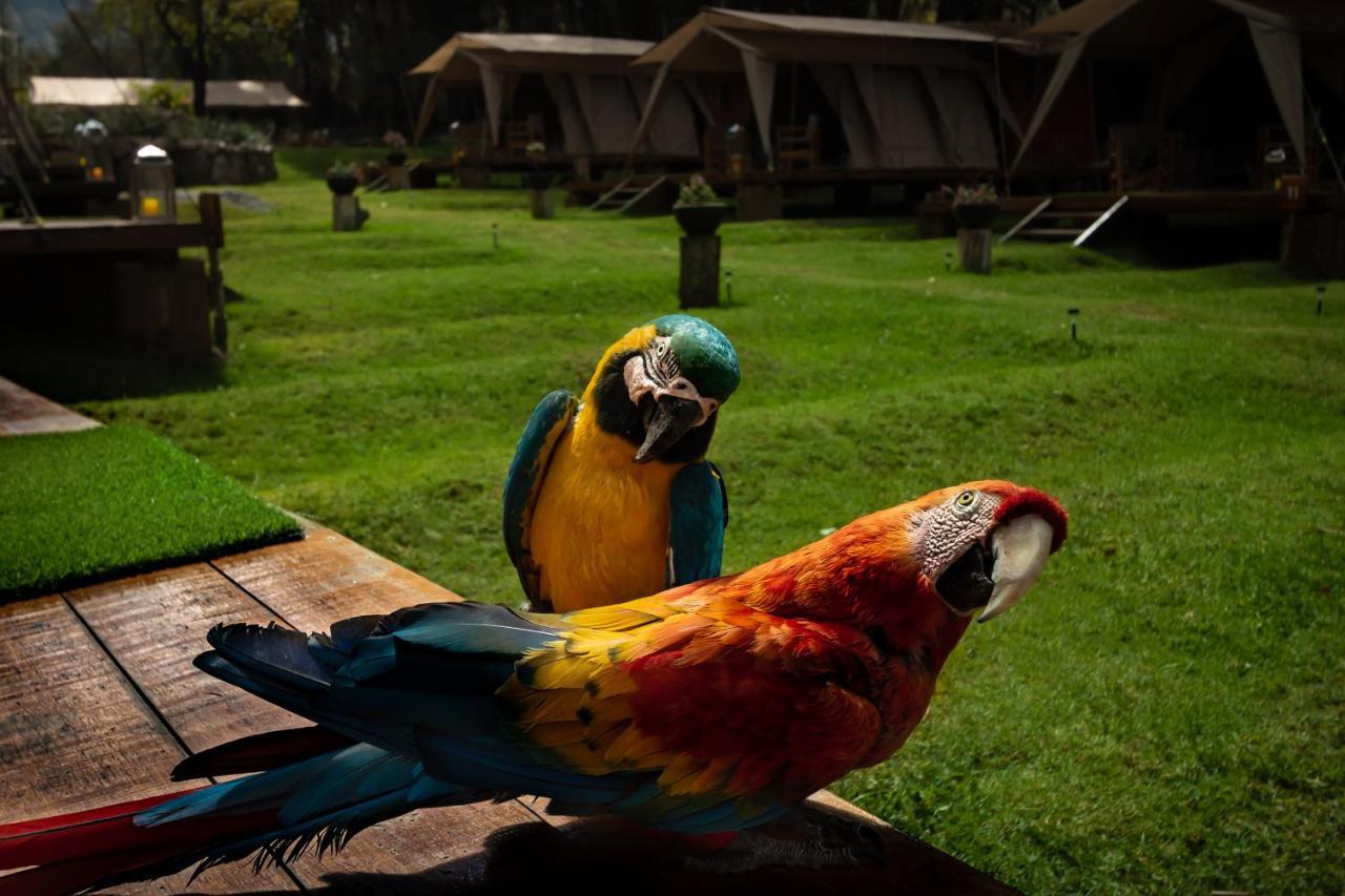 Glamping Chaska Ocupi Hotel Urubamba Kültér fotó